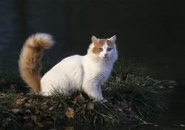 主人不在家，猫咪如何减肥