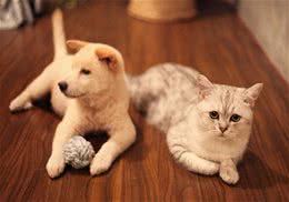 猫咪天生的性格