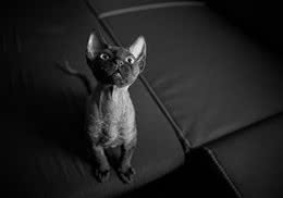 如何预防猫咪植物中毒