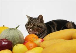 猫咪能吃哪些水果？