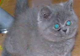 如何正确地教育猫咪