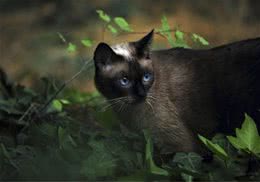 猫咪为什么会拱背炸毛