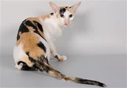 东方猫的性格特点