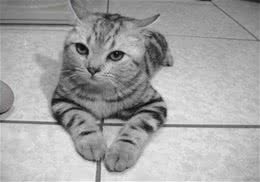 美国短毛猫的养护知识