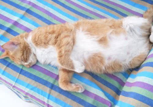 猫咪的助产方法