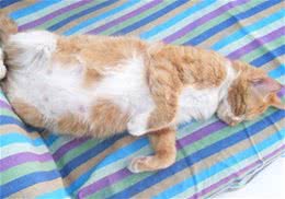 猫咪的助产方法