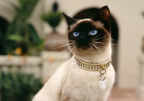 关于猫咪绝育这些八大认识是错误的