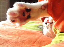 让猫咪爱上猫抓板