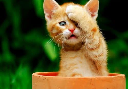 猫驱虫药需不需要空腹喂食