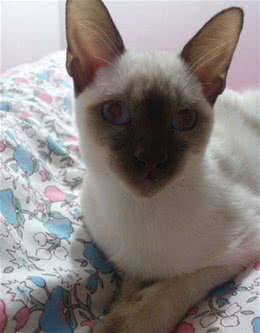 二手烟对猫咪有伤害吗