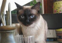 猫不正常脱毛的原因有哪些？