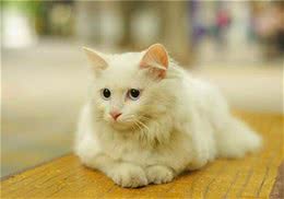 猫咪发情时都有哪些行为