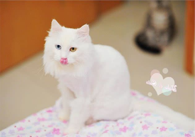 波斯猫的繁殖,波斯猫繁殖期间注意什么呢