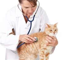 猫咪驱虫常见问题的回答