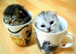 猫咪咕噜咕噜叫是因为开心吗？