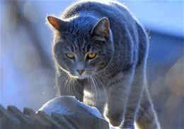 猫咪耳朵发烫正常吗