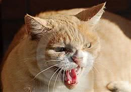 猫咪镇静剂的选择