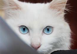 猫咪向你眨眼睛是在撩你吗？