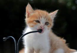 猫吃什么能健康成长