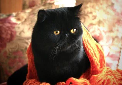 猫抓了要打疫苗吗