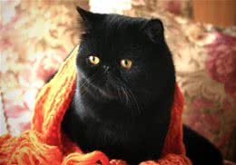 猫抓了要打疫苗吗