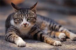 教猫被皮带栓着去散步