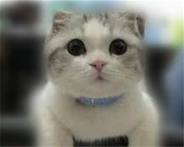 如何留住猫咪美丽毛发？