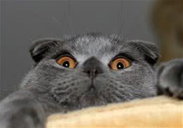 不当喂食也可能是导致猫咪腹泻的原因之一