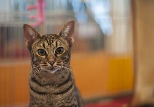 猫多大可以吃猫草