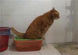 训练猫咪不要随地大小便的方法