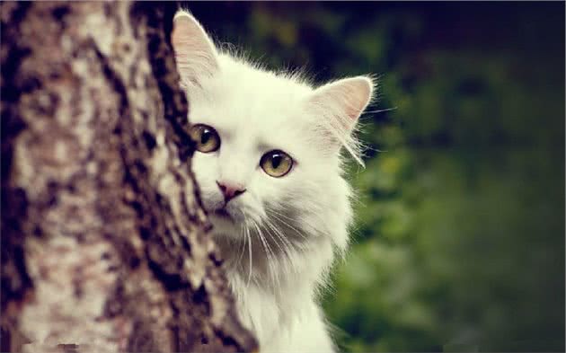猫咪神秘传说大揭秘