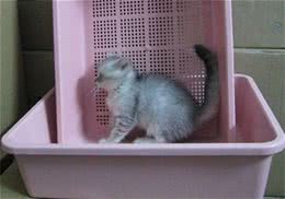 猫咪应何时开始训练使用猫砂？