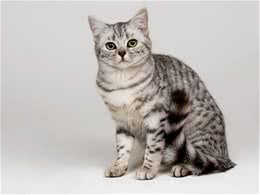 常见猫咪搭打喷嚏的原因