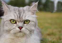 猫咪年纪大了怎么办