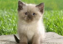 如何训练猫咪与主人一起出去散步