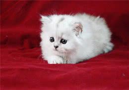 猫咪喜欢打呼噜的原因