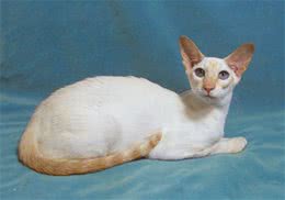 重点色短毛猫的品种简介