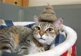 猫猫随便大小便怎么办？