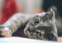 饲养猫咪之前要注意的十大问题