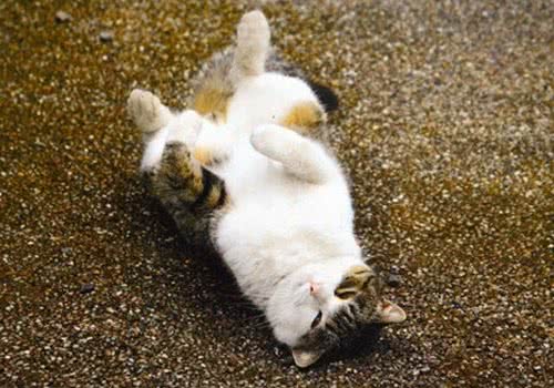 如何训练你的猫咪与众不同
