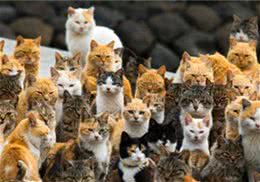 日本猫岛为什么有那么多猫？