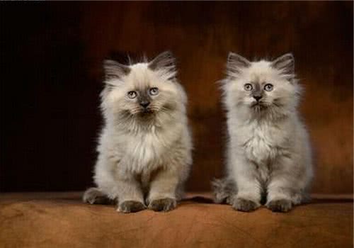 猫咪肥胖可能是生病的前兆