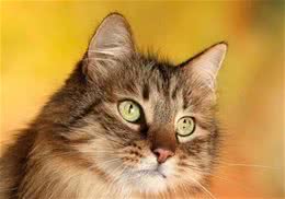 为什么现在的猫咪怕老鼠
