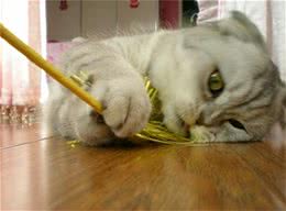使用逗猫棒的技巧