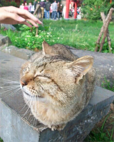 猫咪很冷漠，这事靠不靠谱？