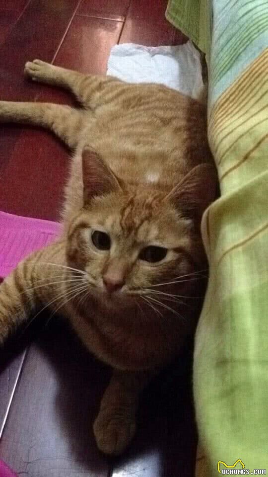 猫咪很冷漠，这事靠不靠谱？