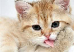 关于猫咪皮肤病的若干问题解答