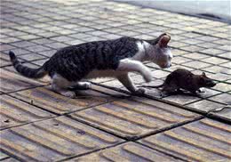 怎样教会猫咪抓老鼠
