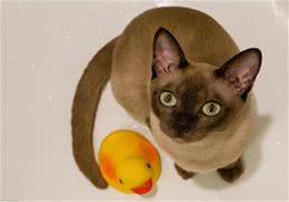 饲养长毛猫好还是短毛猫好