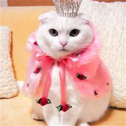 东方短毛猫的猫言猫语详解